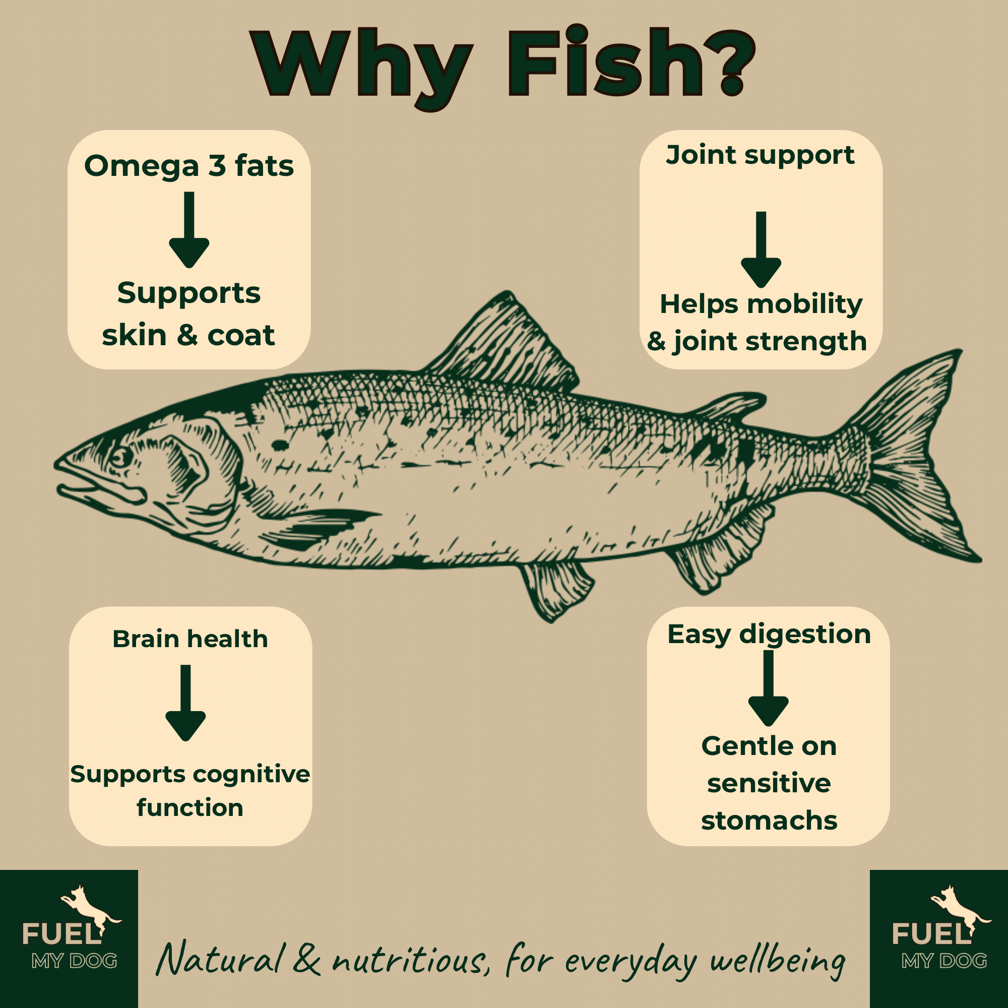 The Good Bowl Range - The Fish Bowl